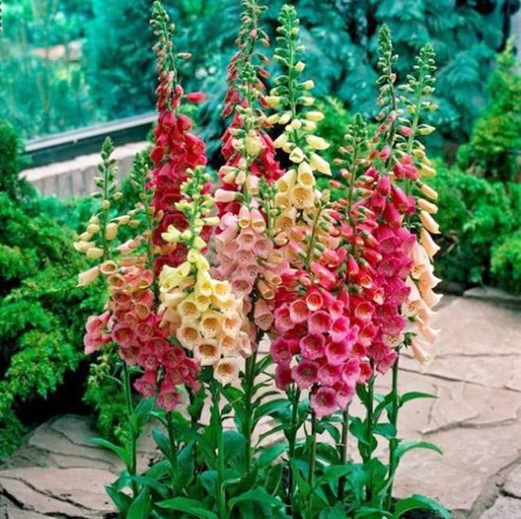 贵州适合种什么花（探究贵州适宜种植的花卉品种和特点）