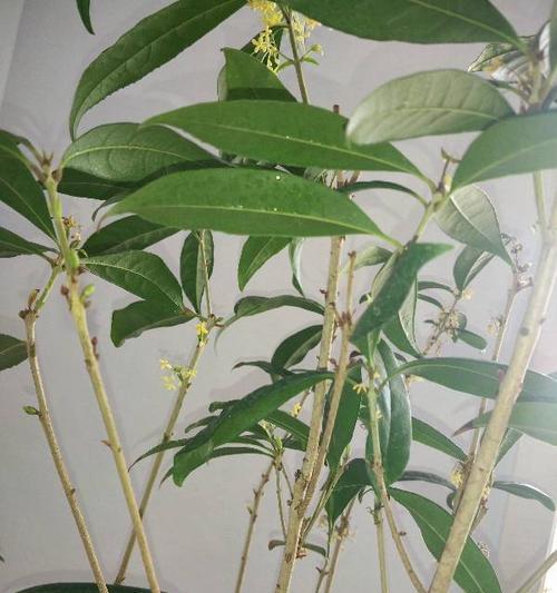 怎样解决桂花不开花问题（桂花不开花的原因及治疗方法）