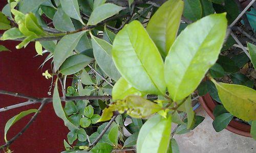 四季桂花不长叶子的原因与解决方法（掌握关键因素）