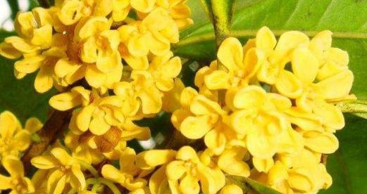 解读桂花的花语与传说（香气四溢的“花中之王”-桂花）