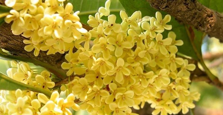 探访桂花的故乡——桂林（探访桂花的故乡——桂林）