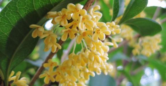 探访桂花的故乡——桂林（探访桂花的故乡——桂林）