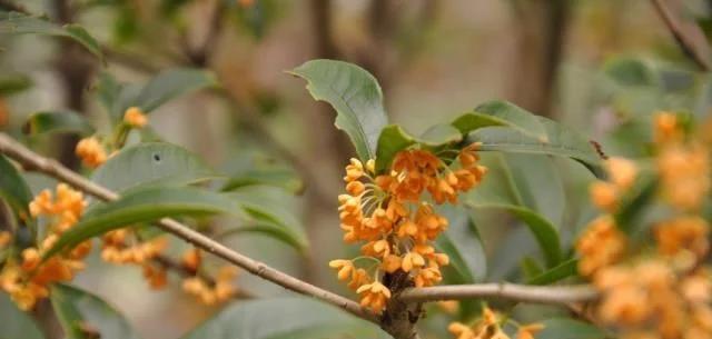 探访桂花的故乡——桂林（探访桂花的故乡——桂林）