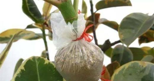 如何制作高效的桂花底肥（底肥施用方法及适宜肥料选择）