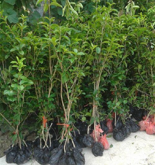 如何制作高效的桂花底肥（底肥施用方法及适宜肥料选择）