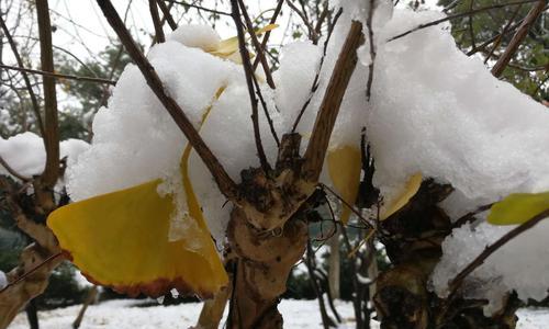 四季桂花为何冬天掉叶（探究四季桂花的落叶现象及可能原因）