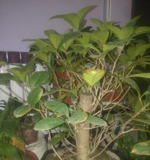 四季桂花为何冬天掉叶（探究四季桂花的落叶现象及可能原因）