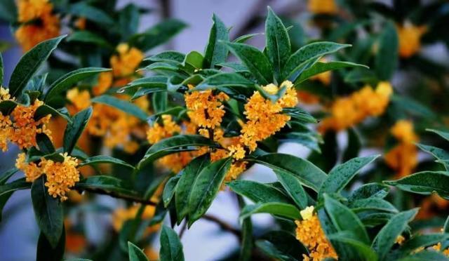 四季桂花的奇妙之处（冬天也能开花）