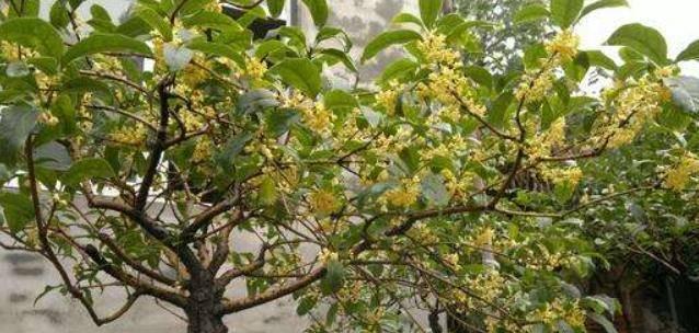 四季桂花的奇妙之处（冬天也能开花）