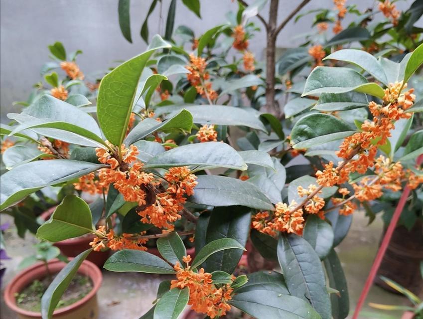 四季桂花的奇妙之处（冬天也能开花）