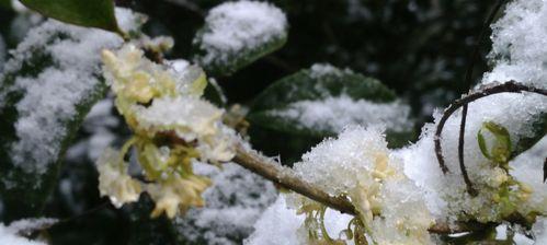 冬季如何浇水桂花（15个小技巧助你做好桂花冬季浇水）
