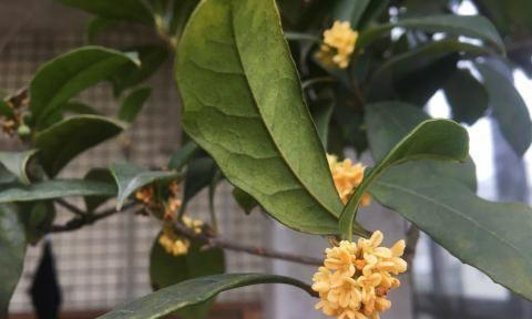 冬天如何养护桂花（为您分享桂花冬季养护技巧）