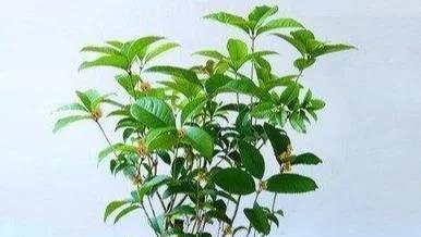 冬天如何养护桂花（为您分享桂花冬季养护技巧）