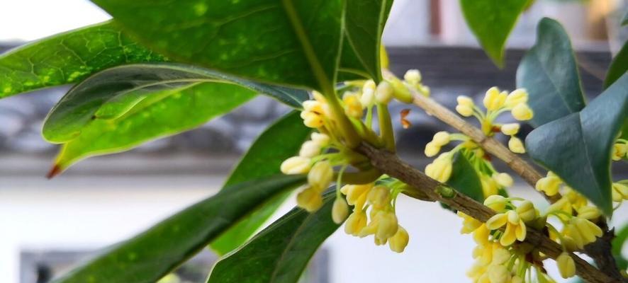 探秘桂花的开花周期（了解桂花多长时间开花）