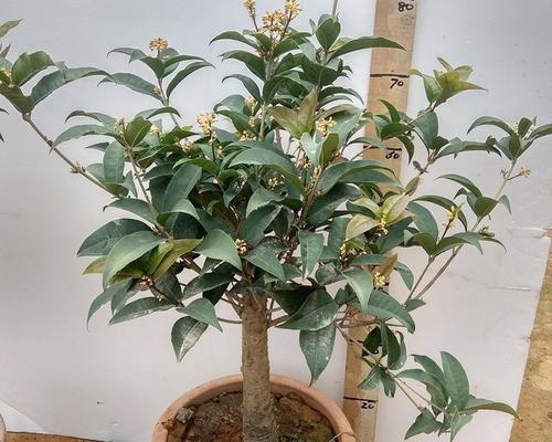 阳台上种桂花，这样做既美丽又实用（在阳台上种植桂花的好处以及注意事项）