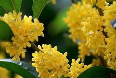 探秘桂花红茶的多重功效（从花香到滋补）