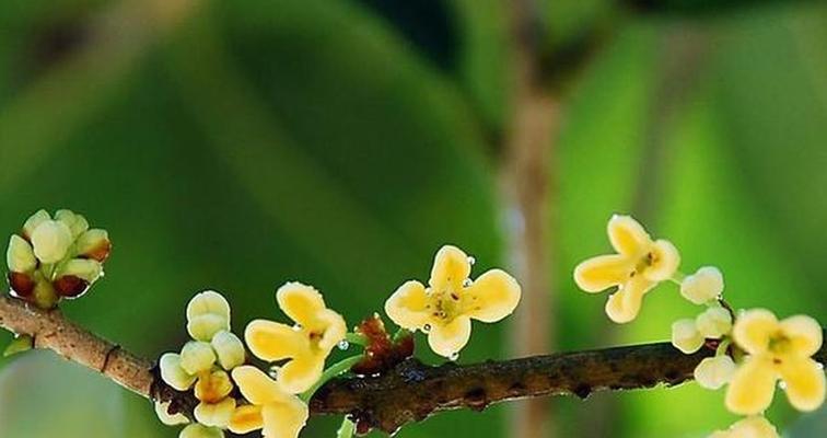 如何科学浇水养护桂花（桂花生长周期与浇水规律）