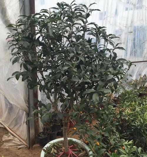 如何科学浇水养护桂花（桂花生长周期与浇水规律）