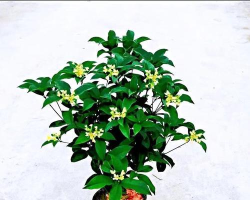 春夏秋冬，浇水技巧大不同，掌握这些就能让桂花茁壮成长（春夏秋冬）