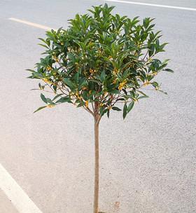 春夏秋冬，浇水技巧大不同，掌握这些就能让桂花茁壮成长（春夏秋冬）