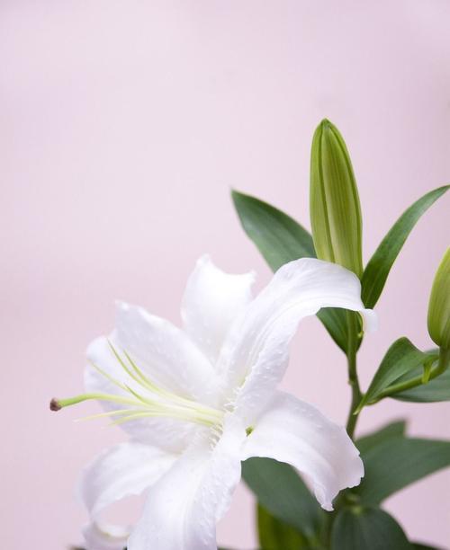 白百合花的象征意义及美丽之谜（纯洁与祝福的化身——白百合花的意义解析）