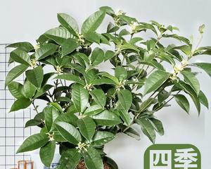 室内种植桂花的秘诀（适合室内种植的桂花品种及种植技巧）