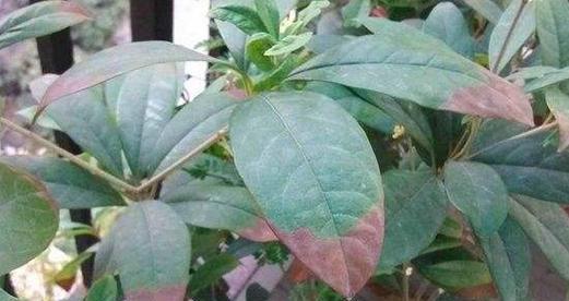 桂花烂叶子的治疗方法（教你如何让桂花重现生机）
