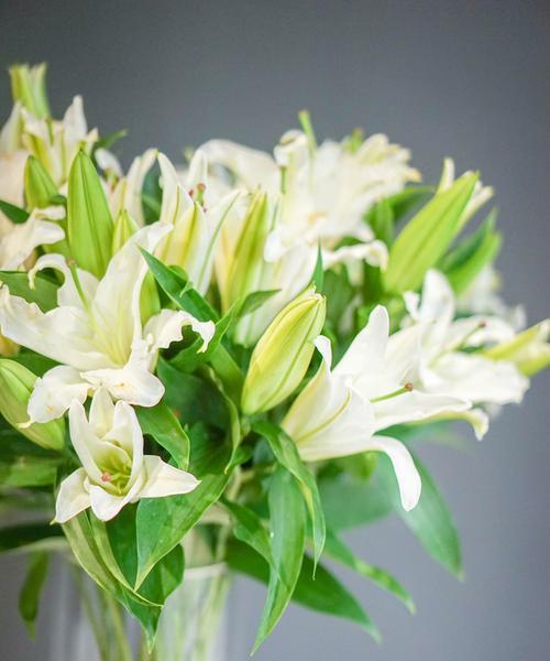 白百合花的花语与美丽寓意（探索白百合花的神秘内涵与象征意义）