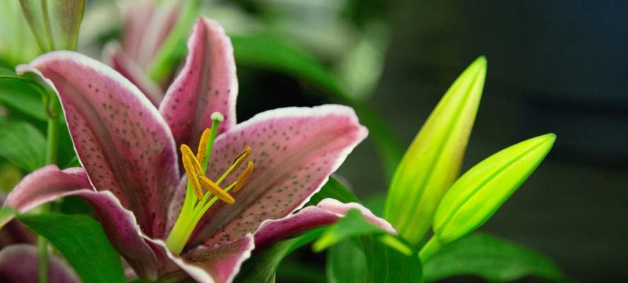 白百合花的花语与美丽寓意（探索白百合花的神秘内涵与象征意义）