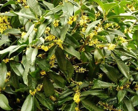 品鉴桂花，选出最好的品种（如何挑选适合自己的桂花品种）