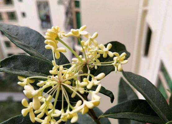 探秘桂花的寿命（从花卉学的角度解读桂花的生命周期）