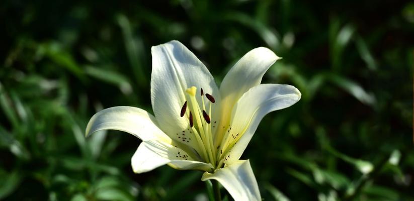 白百合花语与代表意思（探寻白百合花的神秘内涵）
