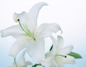 白百合花语与传说（追寻爱的象征——白百合花语）