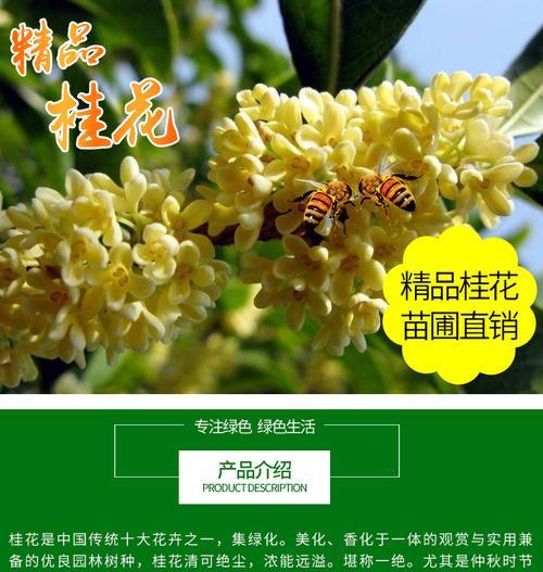 如何配土种植桂花（从土壤选配到种植技巧）