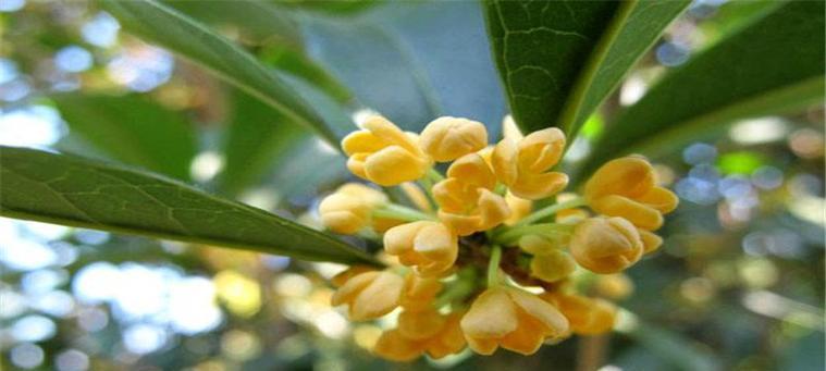 秋季的桂花开放之美（桂花开花时间）