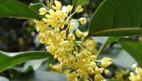 秋季的桂花开放之美（桂花开花时间）