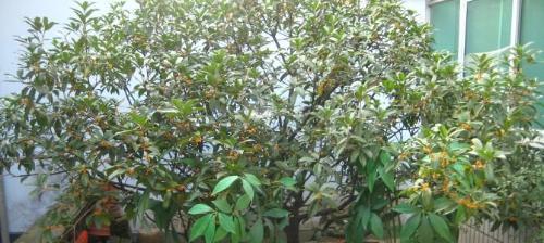 掌握播种时间，成功种植桂花（桂花的播种时间及注意事项）