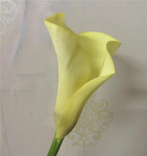 白马蹄莲花语的美丽传说（白马蹄莲的花语及文化寓意解读）