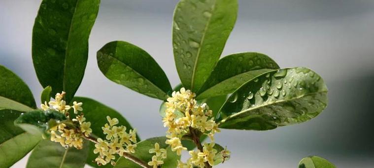 掌握播种时间，成功种植桂花（桂花的播种时间及注意事项）