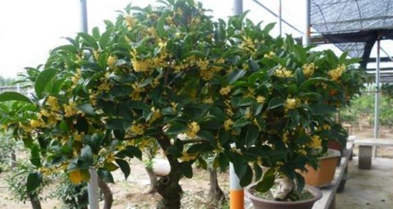 掌握播种时间，成功种植桂花（桂花的播种时间及注意事项）