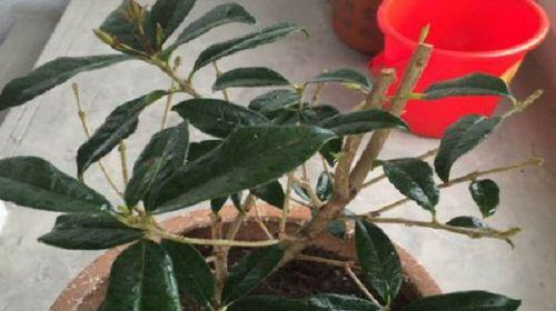 桂花的生长过程（桂花的发芽）