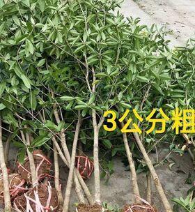四季桂花剪枝时间及技巧