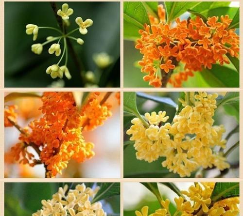 揭秘桂花开花季节，您知道几点钟开放吗（探究桂花开花季节的窍门和特点）