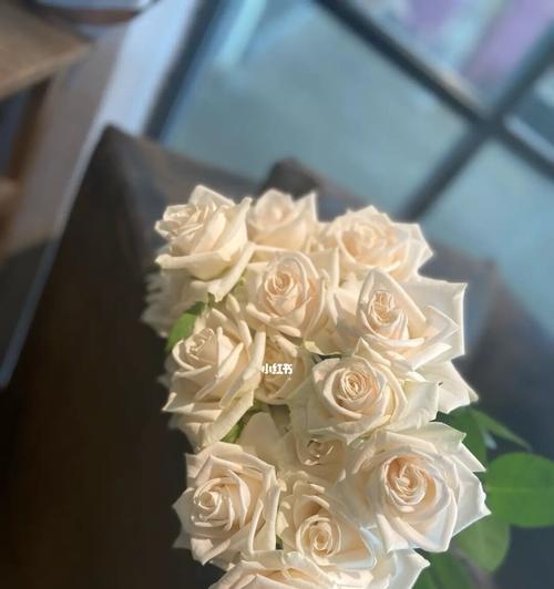 白玫瑰花的寓意及美丽传承（探寻白玫瑰花的纯洁与深情）