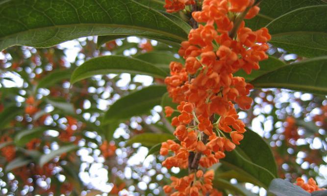 探秘中国桂花之乡（中国桂花之乡的发展历程和文化底蕴）