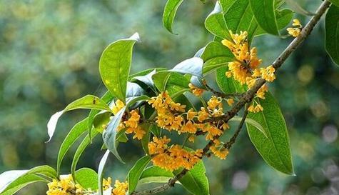 丝丝香气，迎接秋意——关于桂花开放的季节和特点（探究桂花芳香的来源及药用价值）