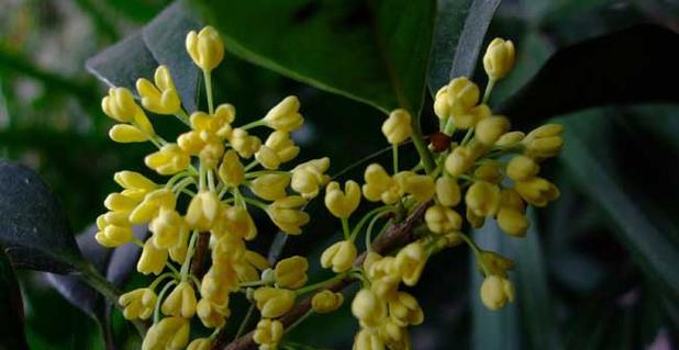 丝丝香气，迎接秋意——关于桂花开放的季节和特点（探究桂花芳香的来源及药用价值）