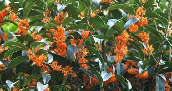 丝丝香气，迎接秋意——关于桂花开放的季节和特点（探究桂花芳香的来源及药用价值）