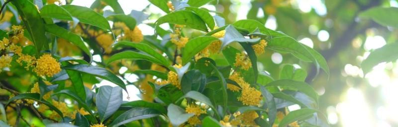 探秘桂花——一种让人陶醉的植物（桂花的种植历史与文化意义）