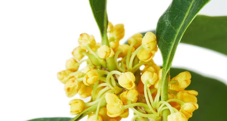 探究桂花的分类学特征（揭秘桂花是否为双子叶植物及其与其他植物的关系）